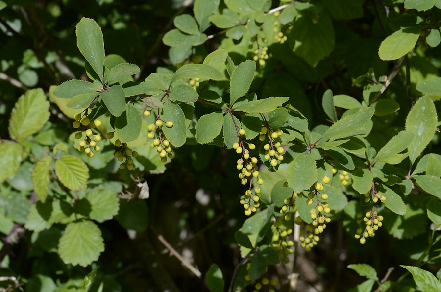 Berberis vulgaris, frutti e fiori